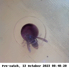 Vespa velutina visiting the camera based trap.